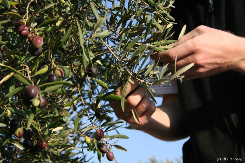 مقال - زراعة فلسطين من أجل الحرية