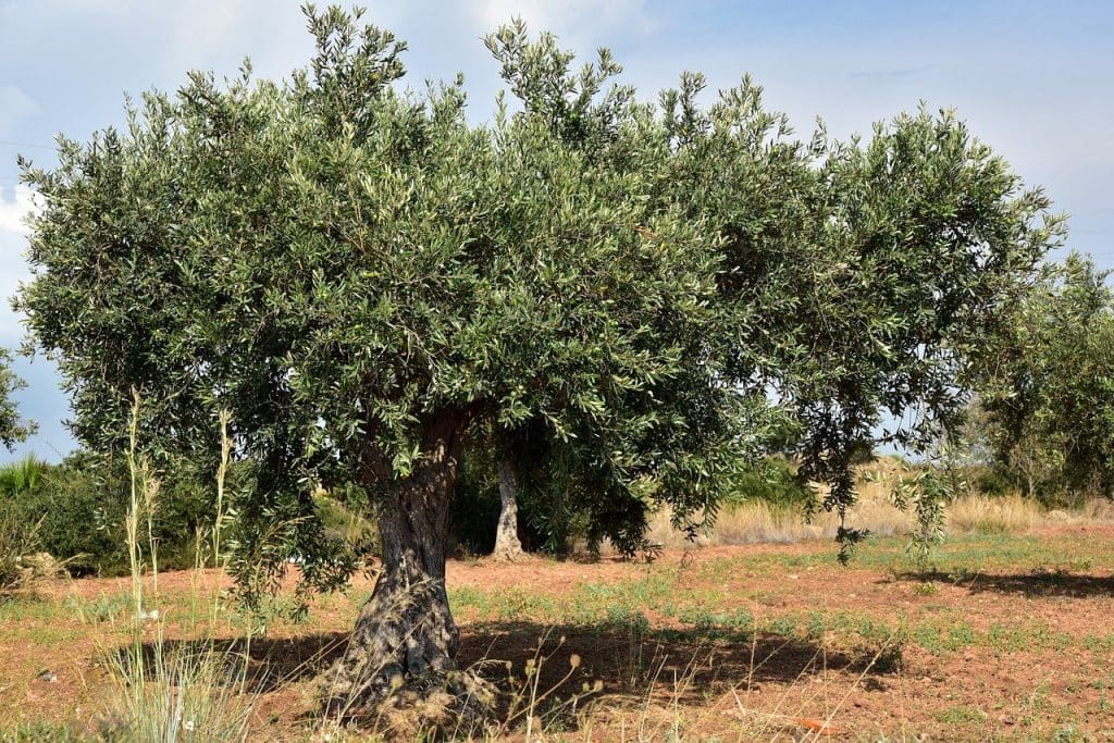 المقال - نموذج جديد للتنمية الفلسطينية